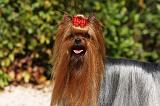 YORKSHIRE TERRIER 467
